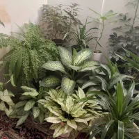 گل های فروشی|گل و گیاه طبیعی|چناران, |دیوار