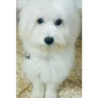 سگ گمشده تریر سفید ماده