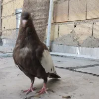سینه قهوه ای