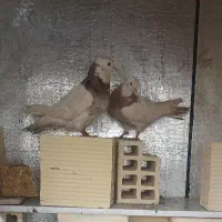 یک جفت کبوتر طوقی|پرنده|کوهدشت, |دیوار