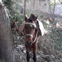 اسب نر در قزوین|اسب و تجهیزات اسب‌سواری|آبیک, |دیوار