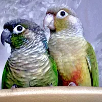 گرینچیک جفت نر و ماده یکسال و نیم آماده جوجه کشی