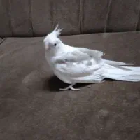 عروس هلندی آلبینو دوکت