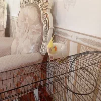 عروس هلندی|پرنده|پارس‌آباد, |دیوار