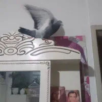 کبوتر زیبا|پرنده|نیشابور, هفده شهریور|دیوار