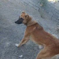 سگ نگهبان