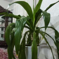 گل سوسن|گل و گیاه طبیعی|اصفهان, باغ فدک|دیوار