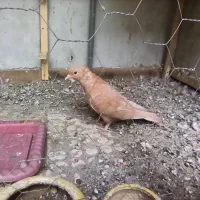 کبوتر ، کفتر ، پرنده گمشده