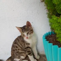 واگذاری گربه|گربه|بندر انزلی, لیچارگی حسن رود|دیوار