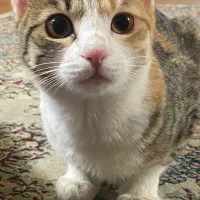 واگذاری ۲ گربه DSH ماده (هردو با هم)