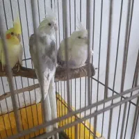 جفت طوطی عروس هلندی البینو|پرنده|لنگرود, |دیوار