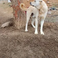 سگ گله فروشی قیمت 10000000