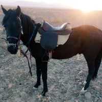 کره اسب نریان یورقه|اسب و تجهیزات اسبسواری|مشهد, گلشور|دیوار