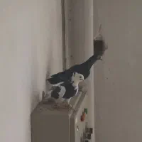 دو عدد کفتر نر ماده