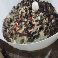جوجه مرغ و بلدرچین