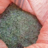 فروش آویشن برگ پهن
