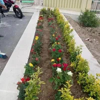 تعویض خاک گلدان در محل تضمینی مدیریت خانم اکبری|خدمات باغبانی و درختکاری|تهران, زعفرانیه|دیوار