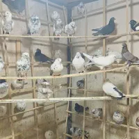 کفتر تهرانی|پرنده|خمینی‌شهر, |دیوار