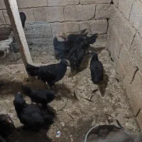 جوجه مرندی|حیوانات مزرعه|شیراز, میانرود|دیوار