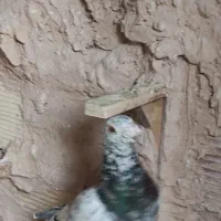 هفرنگ و کرباتی