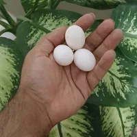 تخم کفتر کبوتر