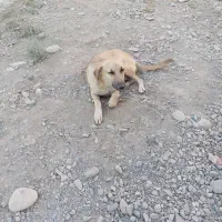 واگذاری رایگان سگ|سگ|اندیشه, اندیشه فاز ۵|دیوار