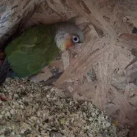 پرنده|پرنده|کرباسک, |دیوار