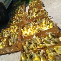 جوجه غاز موجوده هم اکنون|حیوانات مزرعه|آستانه اشرفیه, |دیوار