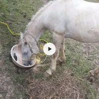 اسب نر نریان