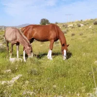 مادیان ترک|اسب و تجهیزات اسب‌سواری|نورآباد ممسنی, |دیوار