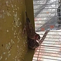 فنج گلوبریده نر|پرنده|گلستان (تهران), |دیوار