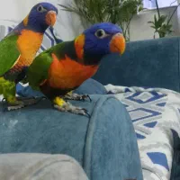 طوطی لوری لوریکیت رنگین کمان