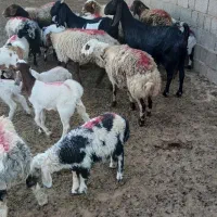 میش زاییده|حیوانات مزرعه|خواف, |دیوار