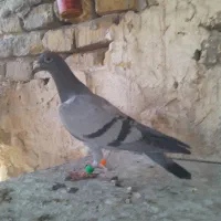 جوجه پلاکی هیچ پره