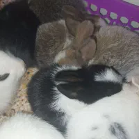 خرگوش|موش و خرگوش|نیمروز, |دیوار