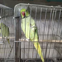 ملنگو سخنگو نر