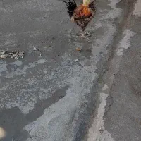 خروس|پرنده|خرم‌آباد, |دیوار