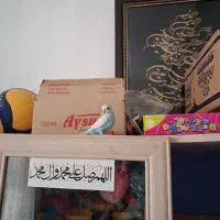مرغ عشق دستی|پرنده|قم, پردیسان|دیوار