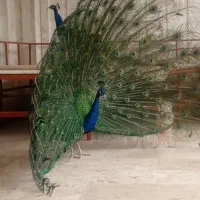 طاووس