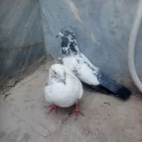 کبوتر|پرنده|قم, شهرک مهدیه|دیوار
