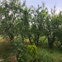 باغ-ویلا-کردان-سهیلیه