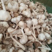 خرید و فروش انواع سیر