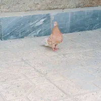کبوتر کله زرد قدیمی