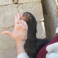 نیمچه مرغ وخروس لاری