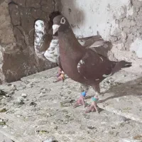 کارل میولمنز