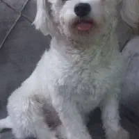 واگذاری سگ خوشگل و با مزه