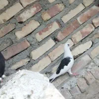 جفت کبوتر