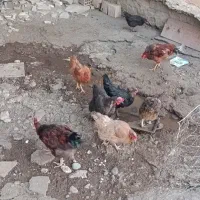 مرغو خروس ۸ تا محلی