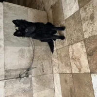 سگ ژِرمن بلک