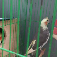 عروس نر و ماده همراه قفس و لانه|پرنده|رشت, سلیمانداراب|دیوار